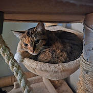 Miss Paws is registered to the contest to win money with this photo: cat, tabby, pet, animal, indoor, hammock, cat_tree, rope, fur, whiskers, resting, cozy, curious, closeup, feline, soft, home, cute, relaxed, portrait