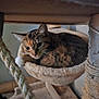 cat, tabby, pet, animal, indoor, hammock, cat_tree, rope, fur, whiskers, resting, cozy, curious, closeup, feline, soft, home, cute, relaxed, portrait