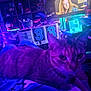 cat, blur, indoor, neon_light, television, person_on_tv, shelf, clothing, purple_light, blue_light, furniture, cup, table, room, pet, animal, relaxing, casual, cozy, living_room