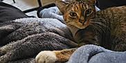 Miss Paws is registered to the contest to win money with this photo: animal, blanket, cat, comfort, couch, cozy, curious, feline, fur, furniture, home, indoor, living_room, paw, pet, relaxed, resting, soft, tabby, whiskers
