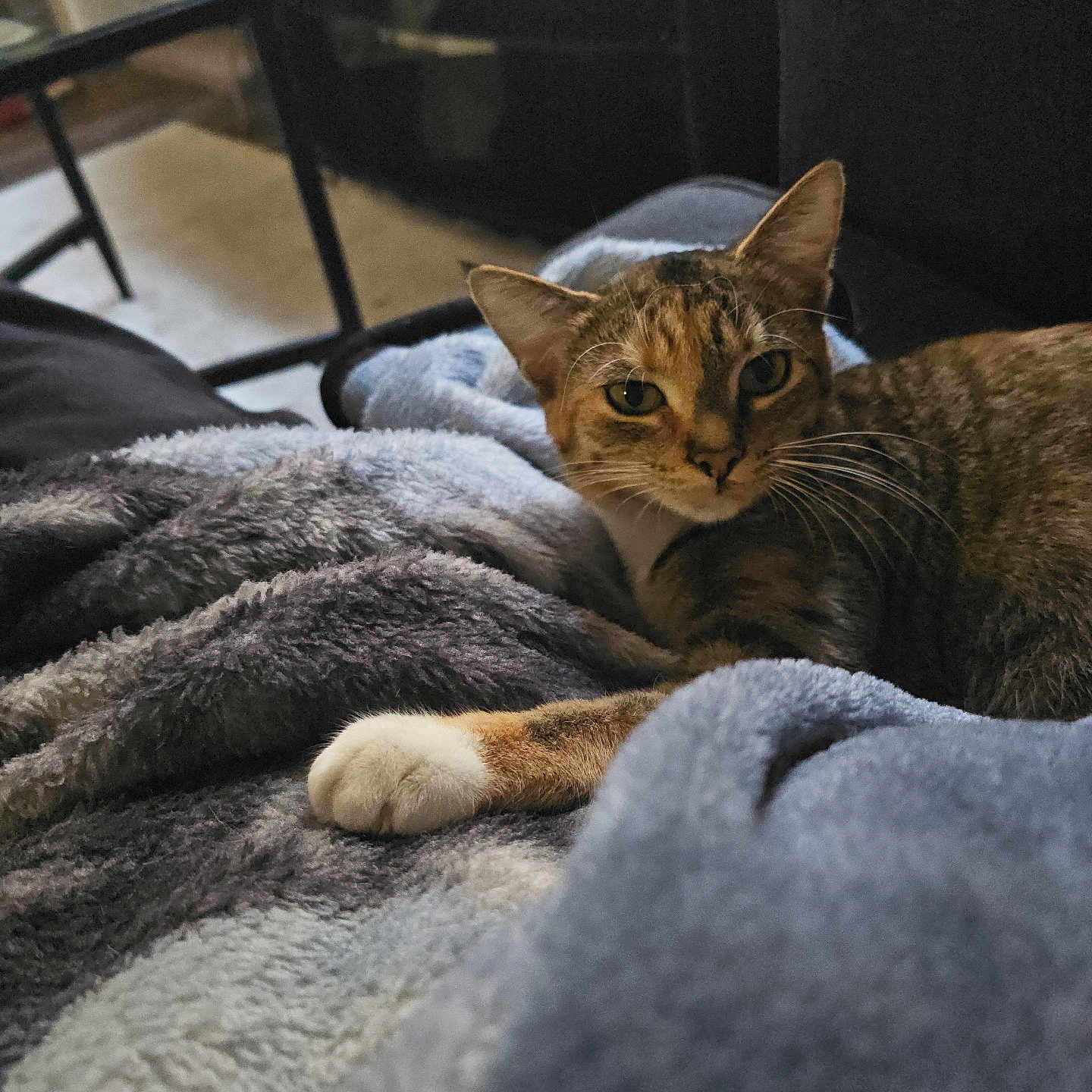 Miss Paws is registered to the contest to win money with this photo: animal, blanket, cat, comfort, couch, cozy, curious, feline, fur, furniture, home, indoor, living_room, paw, pet, relaxed, resting, soft, tabby, whiskers