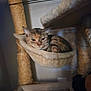 cat, furniture, scratching_post, hammock, rope, indoor, pet, feline, animal, resting, beige, cozy, fur, sleepy, blur, texture, closeup, home, cute, relaxing