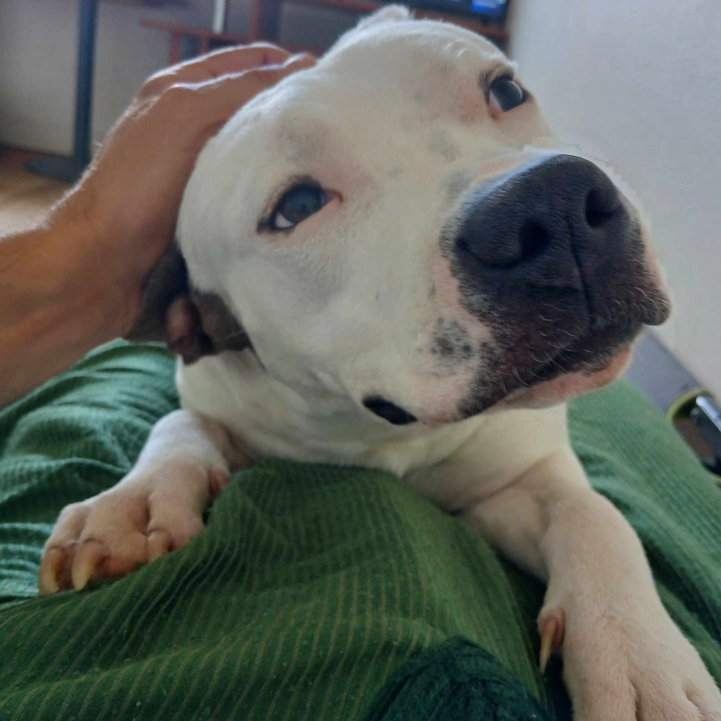 Pepsi participe au concours pour gagner de l'argent avec cette photo : animal, boxer, bulldog, canine, computerhardware, couch, dog, electronics, face, furniture, hardware, head, hound, monitor, person, pet, pitbull, puppy, screen, tv