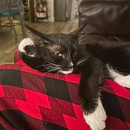 Beans is registered to the contest to win money with this photo: cat, black_and_white, relaxed, indoor, furniture, red_and_black_checkered, fabric, whiskers, paw, floor, chair, couch, home, pet, animal, resting, cozy, comfortable, domestic, mammal