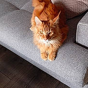 Aslan participe au concours pour gagner de l'argent avec cette photo : animal, cat, close_up, couch, cushions, feline, fluffy, ginger, indoor, living_room, long_hair, looking_at_camera, orange_cat, pet, photography, portrait, relaxed, sitting, sofa, wood_floor