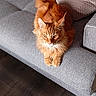 animal, cat, close_up, couch, cushions, feline, fluffy, ginger, indoor, living_room, long_hair, looking_at_camera, orange_cat, pet, photography, portrait, relaxed, sitting, sofa, wood_floor