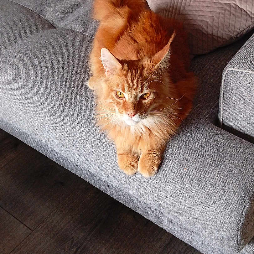Aslan