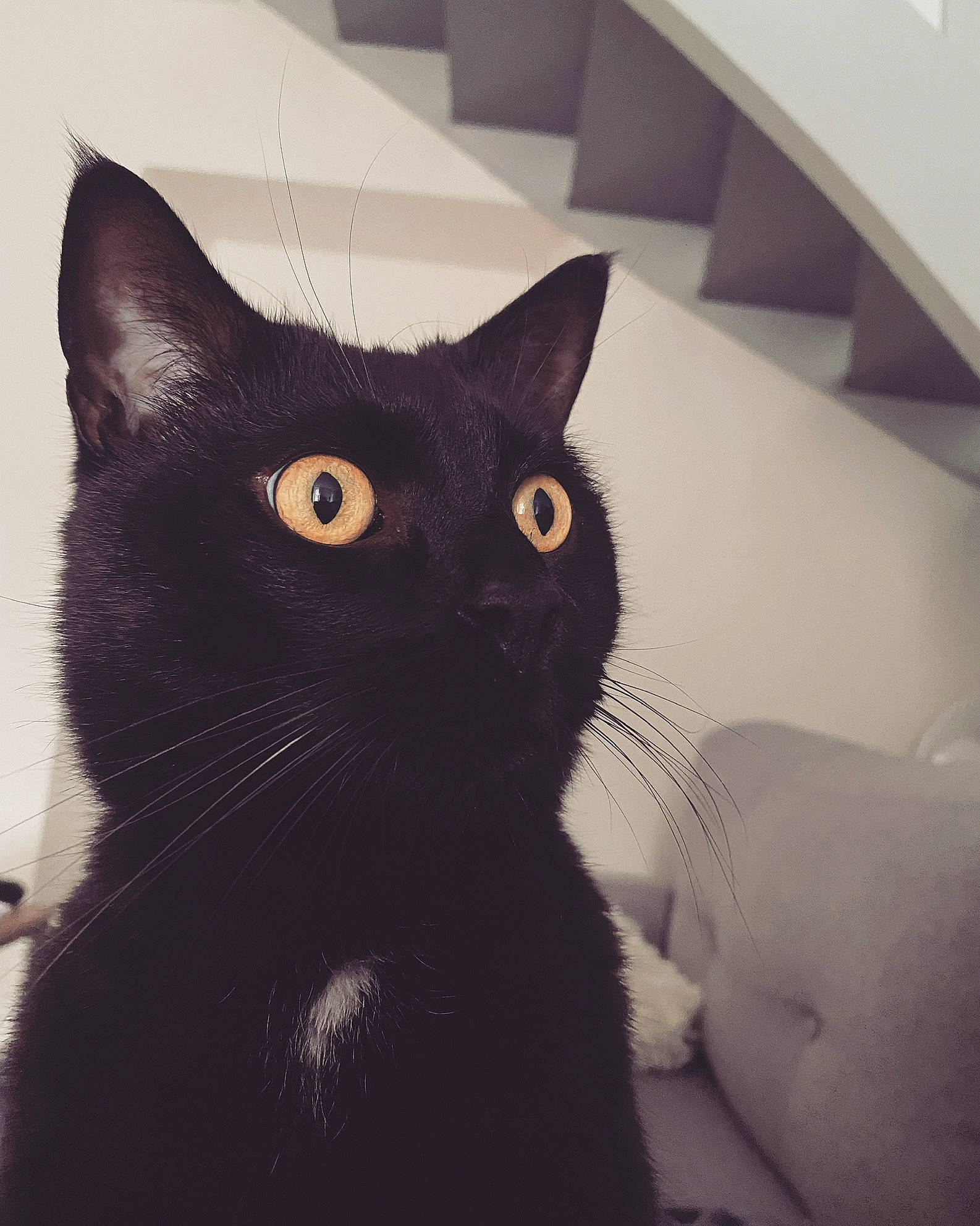 Tigrou a rejoint le concours — aidez-le/la à gagner de superbes lots ! black_cat, carnivore, cat, comfort, domestic_short_haired_cat, ear, eye, felidae, fur, head, monochrome_photography, paw, pet_supply, small_to_medium_sized_cats, snout, tail, terrestrial_animal, whiskers, window