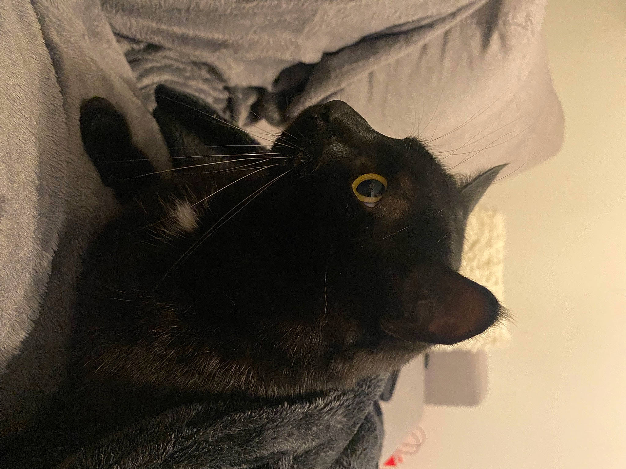 Tigrou a rejoint le concours — aidez-le/la à gagner de superbes lots ! bed, black_cat, carnivore, cat, claw, comfort, domestic_short_haired_cat, ear, felidae, fur, gesture, grey, linens, monochrome_photography, paw, shadow, small_to_medium_sized_cats, snout, tail, whiskers