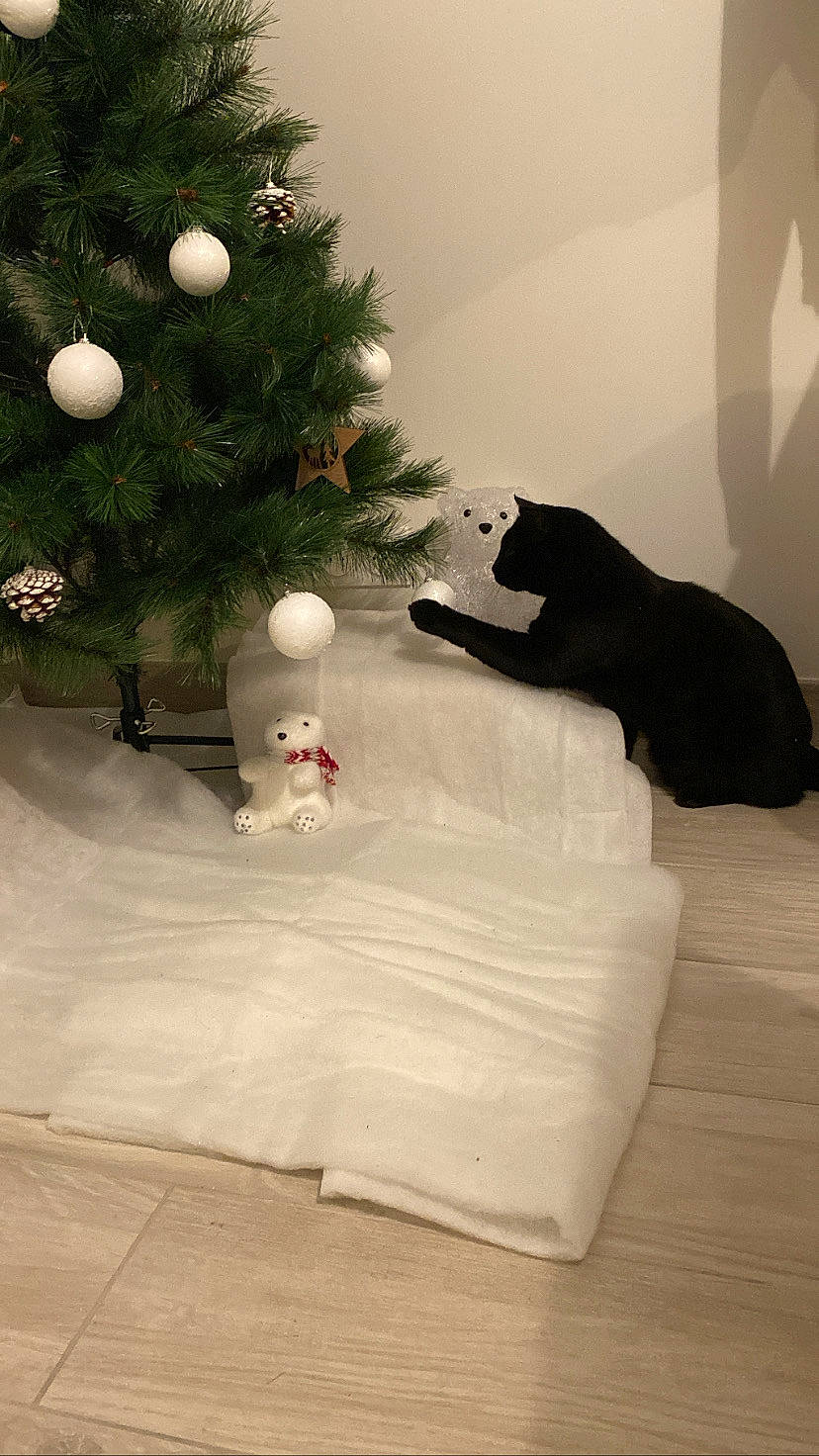 Tigrou participe au concours pour gagner de l'argent avec cette photo : carnivore, cat, christmas, christmas_decoration, christmas_ornament, christmas_tree, comfort, couch, event, felidae, flooring, hardwood, holiday_ornament, interior_design, living_room, ornament, small_to_medium_sized_cats, tints_and_shades, tree, wood