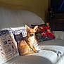 dog, chihuahua, small_dog, tan_dog, sitting, couch, white_couch, pillows, decorative_pillows, sunlight, indoor, living_room, wooden_furniture, shadow, pet, animal, cozy, relaxed, comfortable, home