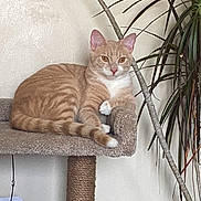 Spazz joined the competition — help win amazing prizes! cat, orange_tabby, cat_tree, indoor, plant, houseplant, feline, relaxed, pet, fur, whiskers, ears, tail, carpeted, animal, resting, looking, cute, domestic, cozy