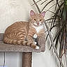 animal, carpeted, cat, cat_tree, cozy, cute, domestic, ears, feline, fur, houseplant, indoor, looking, orange_tabby, pet, plant, relaxed, resting, tail, whiskers