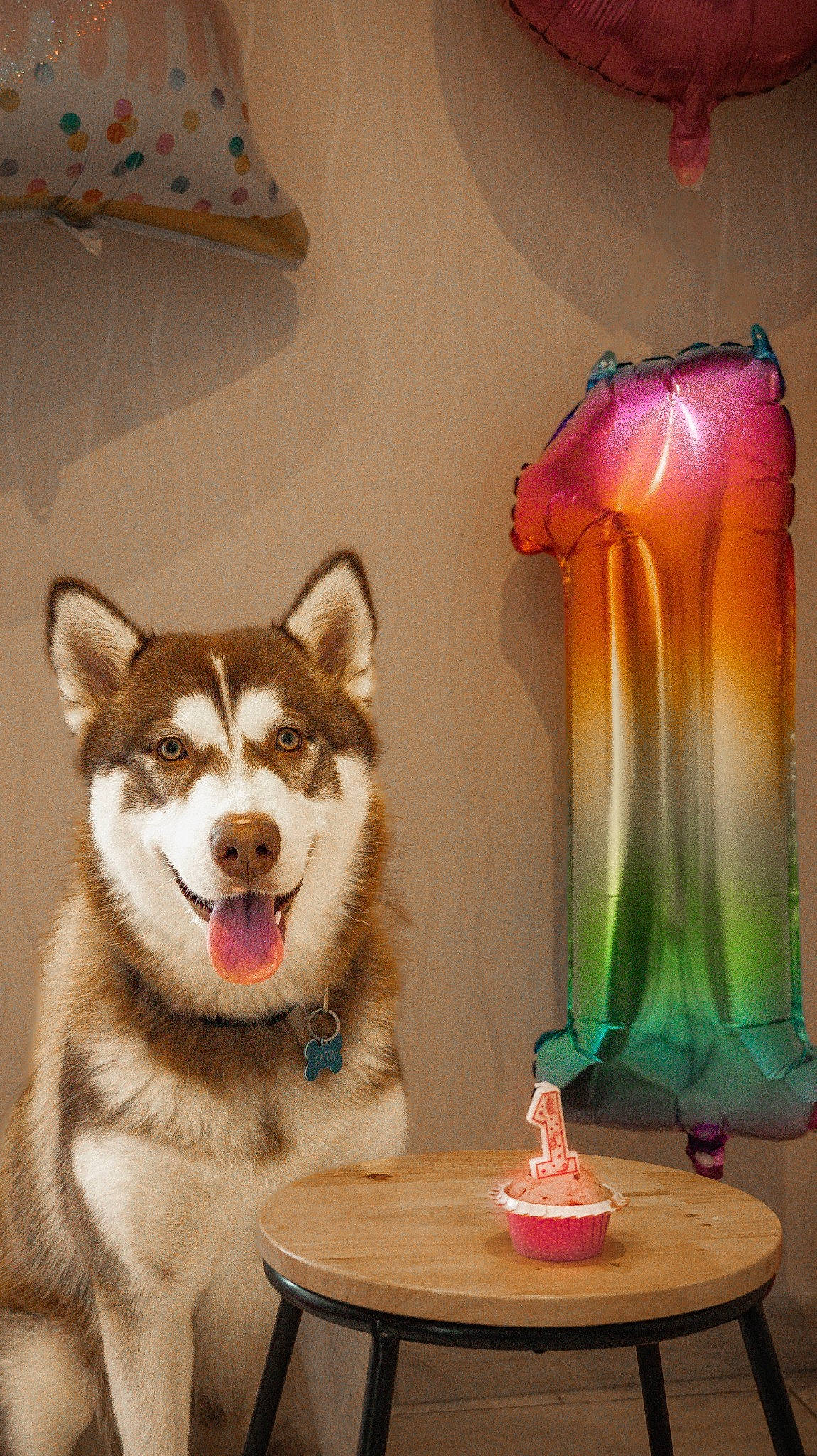 Kaya a rejoint le concours — aidez-le/la à gagner de superbes lots ! ancient_dog_breeds, carnivore, companion_dog, dog, dog_breed, fawn, fur, home_accessories, lamp, lampshade, light_bulb, light_fixture, lighting_accessory, magenta, paw, peach, room, sled_dog, table, working_dog