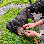 Ti Croe a rejoint le concours — aidez-le/la à gagner de superbes lots ! animal, black_dog, brown_markings, canine, chain, companionship, curious, dirt, dog, feeding, fur, grass, human_hands, leisure, nature, outdoor, paw, pet, playful, sniffing