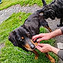 animal, black_dog, brown_markings, canine, chain, companionship, curious, dirt, dog, feeding, fur, grass, human_hands, leisure, nature, outdoor, paw, pet, playful, sniffing