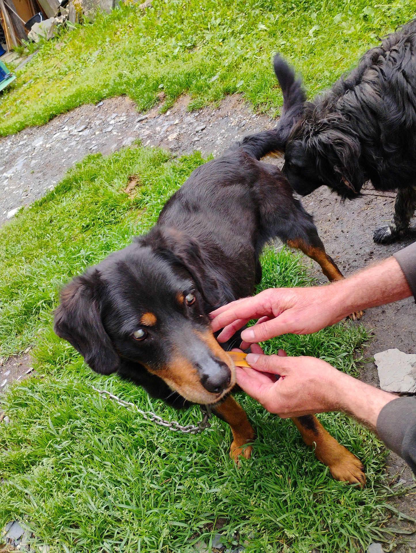 Ti Croe a rejoint le concours — aidez-le/la à gagner de superbes lots ! animal, black_dog, brown_markings, canine, chain, companionship, curious, dirt, dog, feeding, fur, grass, human_hands, leisure, nature, outdoor, paw, pet, playful, sniffing