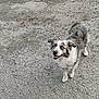 animal, blue_eyes, canine, cute, daylight, dog, ears, friendly, fur, gravel, ground, happy, looking_up, mammal, nature, outdoor, pet, smiling, tail, walking