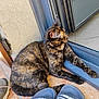 animal, blue, cat, comfort, door, floor, fur, home, indoor, paws, pet, relaxed, resting, shoe, slippers, sunlight, tile, tortoiseshell, window, yellow_eyes