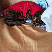 Vita participe au concours pour gagner de l'argent avec cette photo : animal, blanket, cat, comfort, couch, cozy, cute, domestic, feline, fur, indoor, leather, nap, pet, red_shirt, relaxed, resting, sleeping, small, tortoiseshell_cat