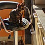 animal, bar_stool, cabinet, cat, chrome, countertop, curious, domestic, floor, furniture, indoor, kitchen, leather, pet, quiet, side_view, sitting, sunlight, tortoiseshell_cat, window_light