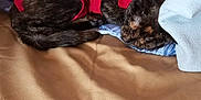 Vita a rejoint le concours — aidez-le/la à gagner de superbes lots ! animal, blanket, cat, comfort, couch, cozy, cute, domestic, feline, fur, indoor, leather, nap, pet, red_shirt, relaxed, resting, sleeping, small, tortoiseshell_cat