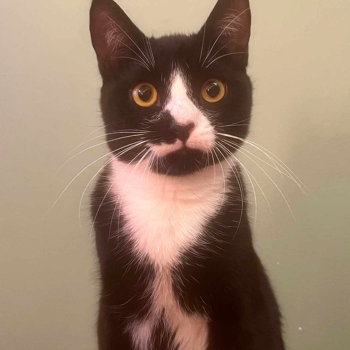 Hoji is registered to the contest to win money with this photo: black_and_white, cat, clean_background, close_up, curious, domestic_cat, ears, feline, fur, golden_eyes, headshot, indoor, nose, pet, portrait, sitting, staring, tuxedo_cat, well_lit, whiskers