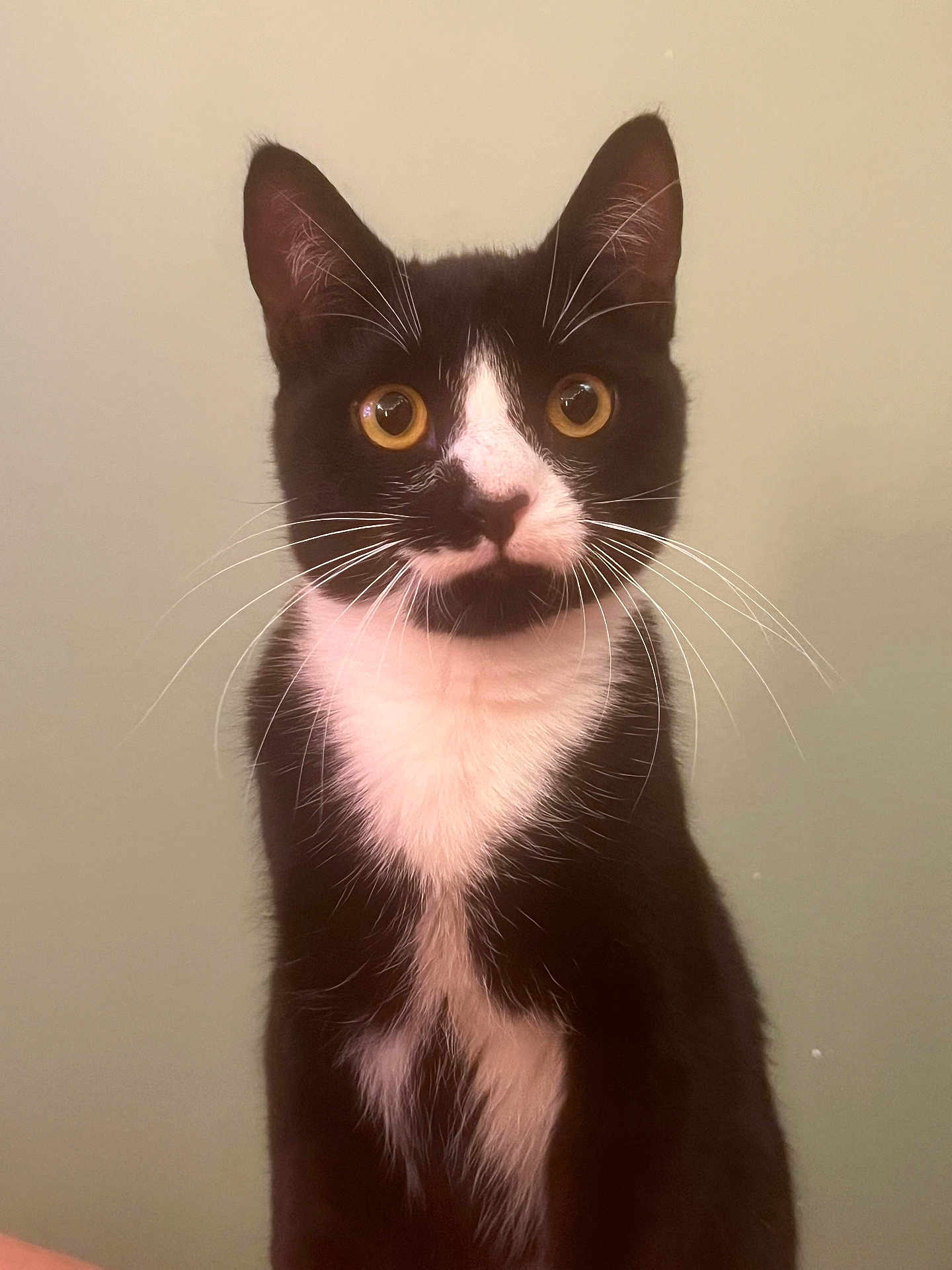 Hoji is registered to the contest to win money with this photo: cat, tuxedo_cat, pet, whiskers, golden_eyes, portrait, indoor, close_up, black_and_white, fur, ears, nose, staring, sitting, domestic_cat, feline, clean_background, curious, well_lit, headshot