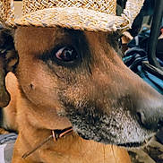 Moose is registered to the contest to win money with this photo: animal, brown_fur, casual, close_up, collar, cute, dog, ears, eyes, face, floor, furniture, hat, indoor, pet, portrait, relaxed, snout, straw_hat, whiskers