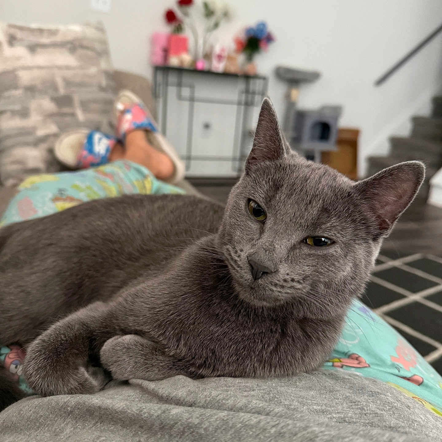 Nate joined the competition — help win amazing prizes! cat, cat_face, cat_tree, close_up, couch, ears, feline, furniture, gray_cat, indoor, lap, living_room, pajamas, person_leg, pet, portrait, relaxed, slippers, staircase, whiskers