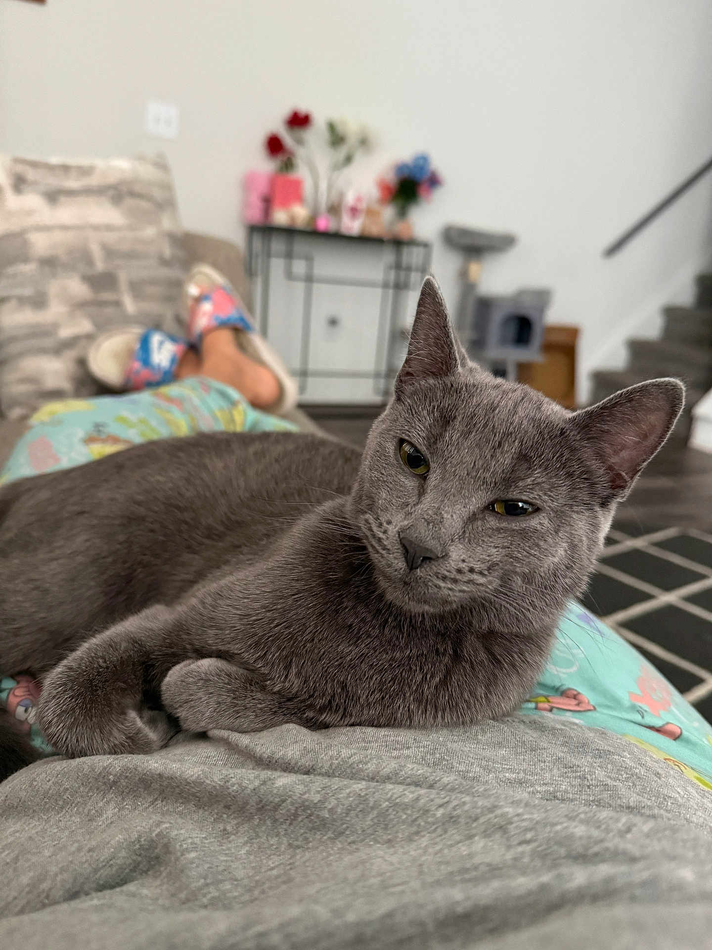 Nate joined the competition — help win amazing prizes! cat, gray_cat, feline, pet, cat_face, relaxed, indoor, lap, person_leg, pajamas, slippers, couch, living_room, furniture, cat_tree, staircase, close_up, portrait, whiskers, ears
