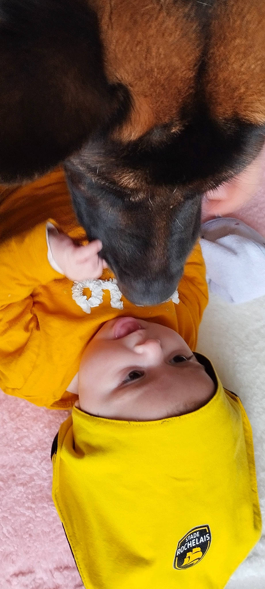 Layna participe au concours pour gagner de l'argent avec cette photo : baby, carnivore, child, comfort, companion_dog, dog, dog_breed, ear, fun, fur, gesture, happy, headwear, mouth, nose, orange, paw, person, skin, toddler