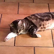 Hector participe au concours pour gagner de l'argent avec cette photo : animal, cat, cute, domestic_animal, feline, floor, fur, indoor, laying_down, mammal, paw, pet, relaxation, resting, sleep, sleeping, striped, tabby_cat, tile_floor, whiskers
