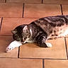 animal, cat, cute, domestic_animal, feline, floor, fur, indoor, laying_down, mammal, paw, pet, relaxation, resting, sleep, sleeping, striped, tabby_cat, tile_floor, whiskers