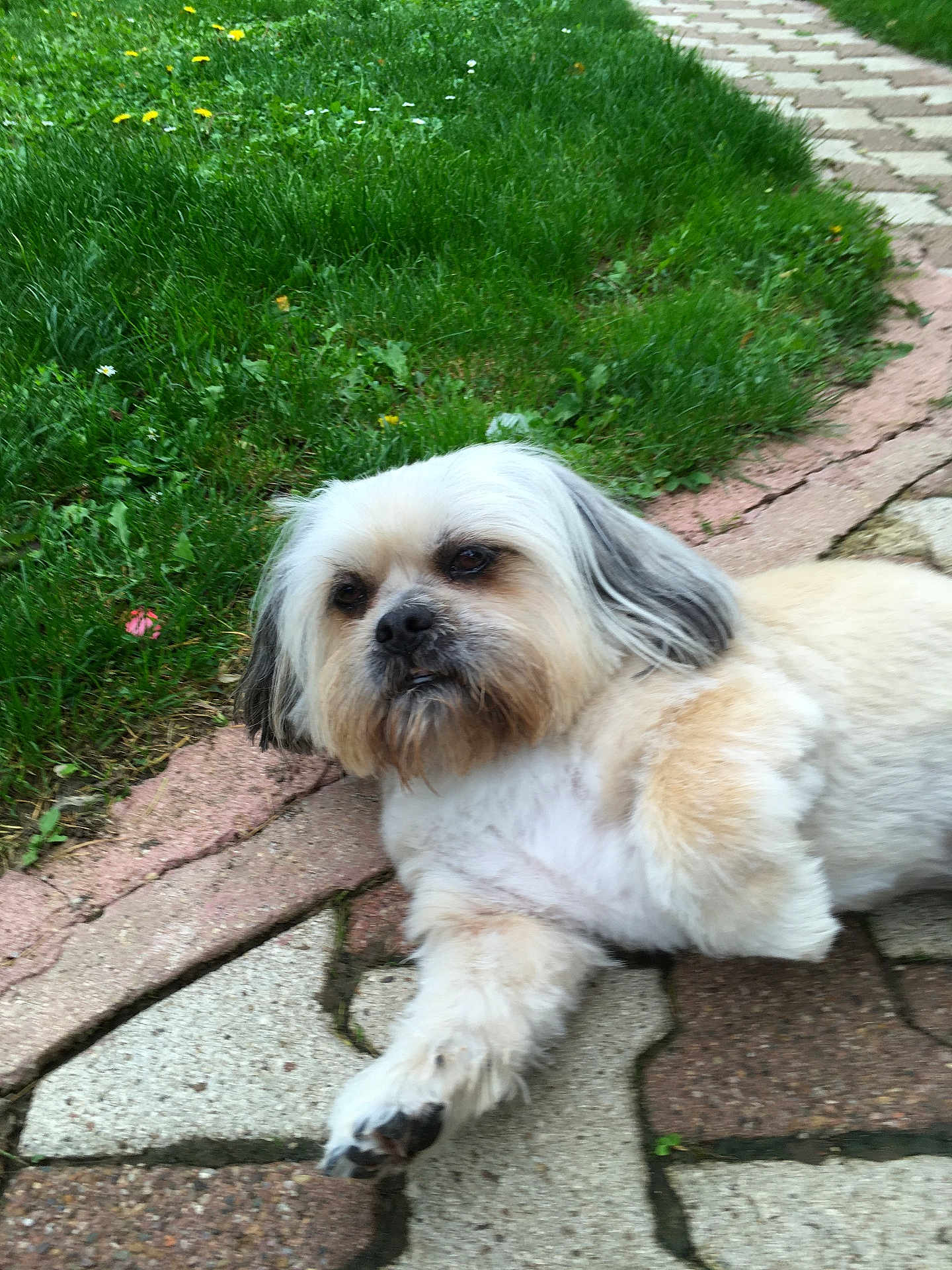 Charly participe au concours pour gagner de l'argent avec cette photo : dog, outdoor, grass, pavement, pet, canine, leisure, greenery, flower, fur, paw, side_view, resting, animal, nature, daylight, small_dog, scruffy, cute, relaxed