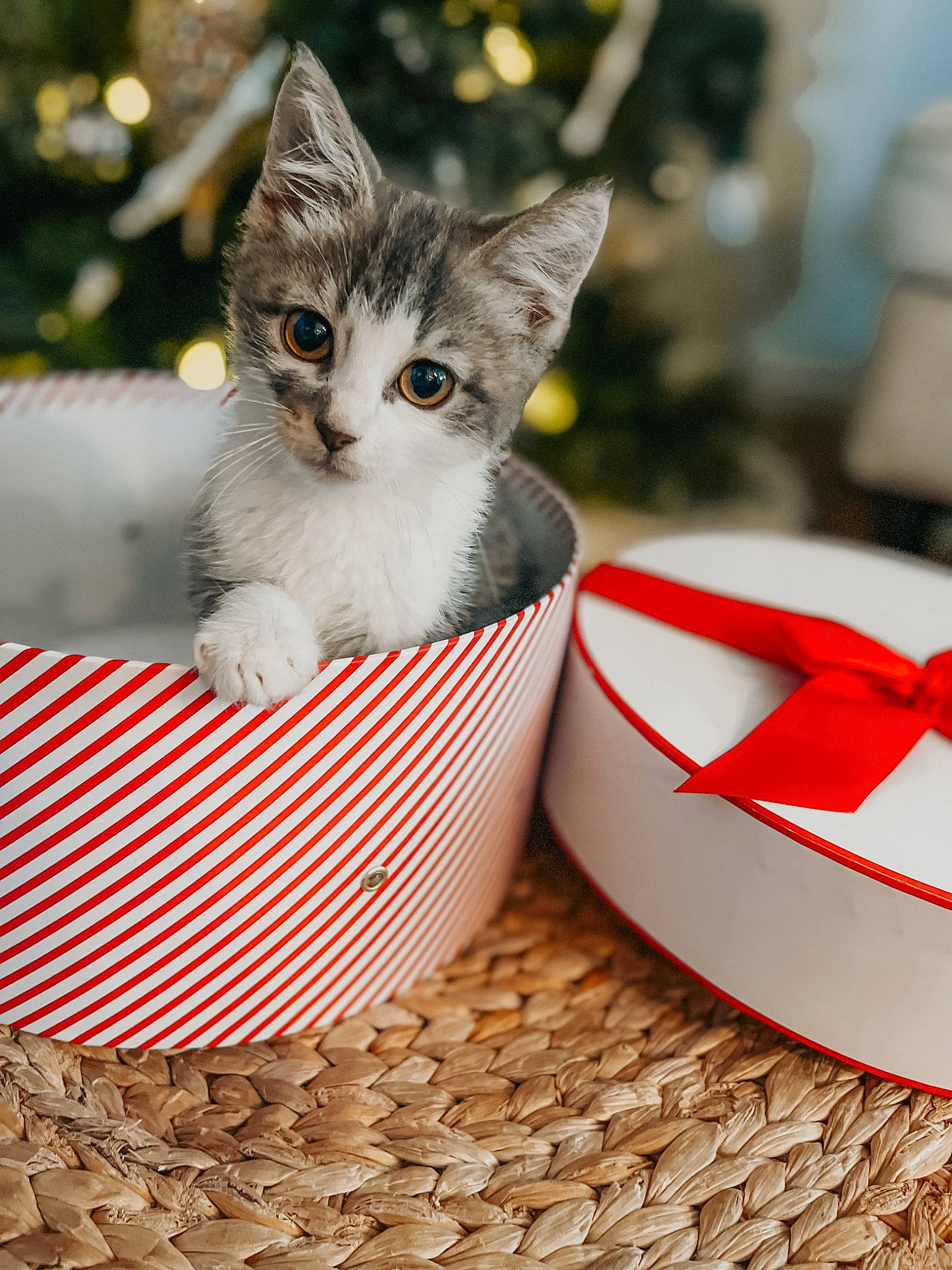 Lip joined the competition — help win amazing prizes! box, carmine, carnivore, cat, cat_supply, dishware, domestic_short_haired_cat, event, felidae, fur, holiday, pattern, paw, pet_supply, serveware, small_to_medium_sized_cats, snout, tableware, tail, whiskers