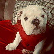 Louie is registered to the contest to win money with this photo: american_bulldog, australian_bulldog, british_bulldogs, bulldog, canidae, carnivore, companion_dog, dog, dog_breed, dorset_olde_tyme_bulldogge, mammal, non_sporting_group, old_english_bulldog, puppy, puppy_love, snout, toy_bulldog, valley_bulldog, vertebrate, white_english_bulldog