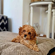 Macey is registered to the contest to win money with this photo: puppy, dog, curly_hair, brown, cute, pet, indoor, blanket, cozy, knitted, floor, table, home_decor, furniture, relaxed, portrait, animal, companion, curious, cute_pet