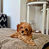 puppy, dog, curly_hair, brown, cute, pet, indoor, blanket, cozy, knitted, floor, table, home_decor, furniture, relaxed, portrait, animal, companion, curious, cute_pet