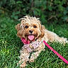 Macey joined the competition — help win amazing prizes! dog, grass, pet, outdoor, animal, leash, collar, pink, flower, tongue_out, happy, cute, fur, canine, nature, summer, laying_down, close_up, greenery, playful