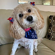 Jackie Marie joined the competition — help win amazing prizes! accessories, animal, architecture, building, canine, cockerspaniel, couch, cushion, dog, face, furniture, head, homedecor, indoors, livingroom, person, pet, poodle, puppy, room