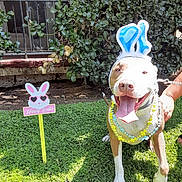 Petie Lee joined the competition — help win amazing prizes! dog, bunny_ears, easter, grass, sign, happy, sunny, outdoor, greenery, leafy_bush, pet, holiday, festive, animal, tongue_out, cheerful, collar, leash, window, building