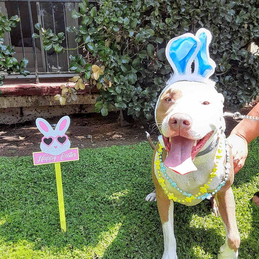 Petie Lee joined the competition — help win amazing prizes! dog, bunny_ears, easter, grass, sign, happy, sunny, outdoor, greenery, leafy_bush, pet, holiday, festive, animal, tongue_out, cheerful, collar, leash, window, building