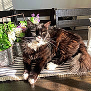 Tux joined the competition — help win amazing prizes! cat, black_and_white, fluffy, striped_cushion, wooden_table, potted_plants, flowers, green_leaves, sunlight, indoor, chair, mirror, relaxed, pet, feline, whiskers, tail, home, decor, cozy
