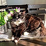 black_and_white, cat, chair, cozy, decor, feline, flowers, fluffy, green_leaves, home, indoor, mirror, pet, potted_plants, relaxed, striped_cushion, sunlight, tail, whiskers, wooden_table