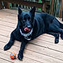dog, black_dog, bandana, pet, animal, playing, ball, wooden_deck, outdoor, tongue_out, lying_down, paw, ears, fur, canine, pet_accessory, playful, pet_toy, domestic_animal, closeup