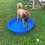 Teddy is registered to the contest to win money with this photo: animal, backyard, blue, curly_hair, daylight, dog, fun, garden, grass, greenery, hose, leash, nature, outdoor, pet, playful, pool, summer, toy, water