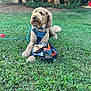 Teddy is registered to the contest to win money with this photo: animal, blue_harness, canine, curly_fur, daylight, dog, dog_food_bag, fur, grass, greenery, leash, loyal, mammal, nature, outdoor, park, pet, playful, red_ball, resting