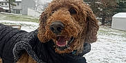 Teddy is registered to the contest to win money with this photo: animal, backyard, black_jacket, canine, cold_weather, curly_hair, daytime, dog, fur, grass, happy, house, leash, nature, outdoor, pet, smiling, snow, trees, winter