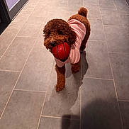 Coco is registered to the contest to win money with this photo: dog, brown_dog, small_dog, toy, basketball, pink_hoodie, indoor, floor, tile_floor, pet, animal, cute, playful, walking, puppy, canine, fur, pet_clothing, shadow, companion